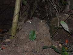 Fejervarya cancrivora