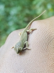 Nadzikambia mlanjensis