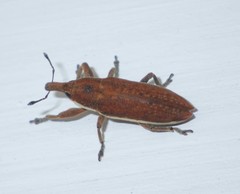 Lixus ochraceus