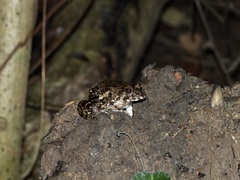 Fejervarya cancrivora