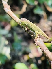 Nadzikambia mlanjensis