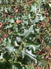 Ilex aquifolium