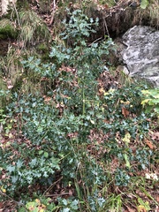 Ilex aquifolium