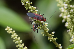 Leptocoris rufomarginatus