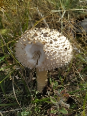 Saproamanita vittadinii
