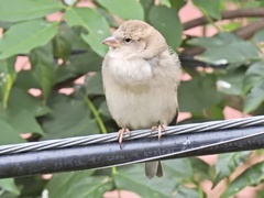 Passer domesticus