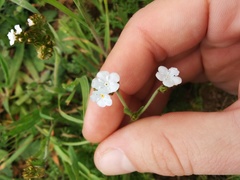 Plagiobothrys nothofulvus