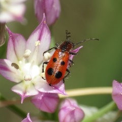 Pelonides quadrinotata