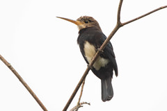 Brachygalba lugubris