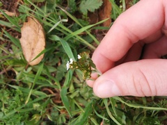 Plagiobothrys nothofulvus