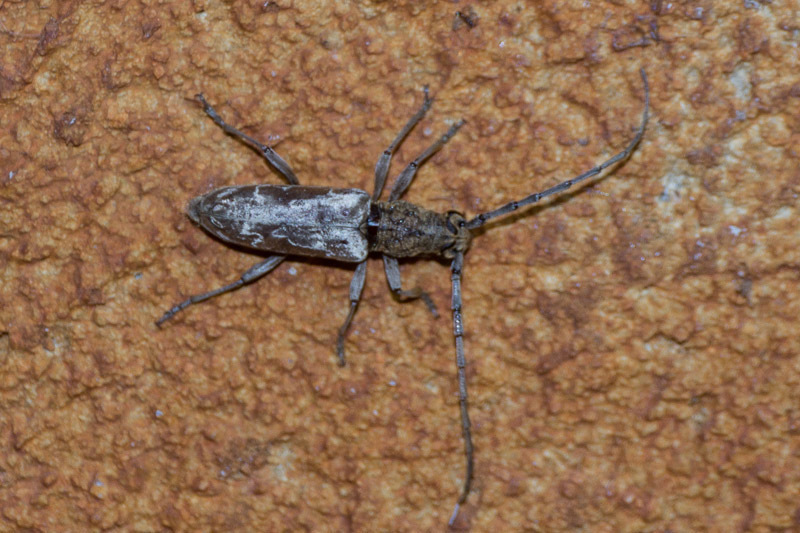 Diorthus