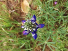 Lupinus nanus