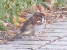Passer domesticus