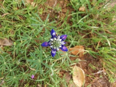 Lupinus nanus