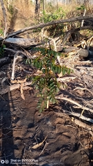 Stereospermum euphorioides