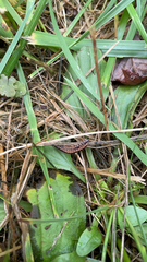 Pseudopolydesmus canadensis