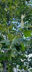 Platanus × hispanica