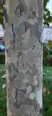 Platanus × hispanica