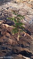 Stereospermum euphorioides