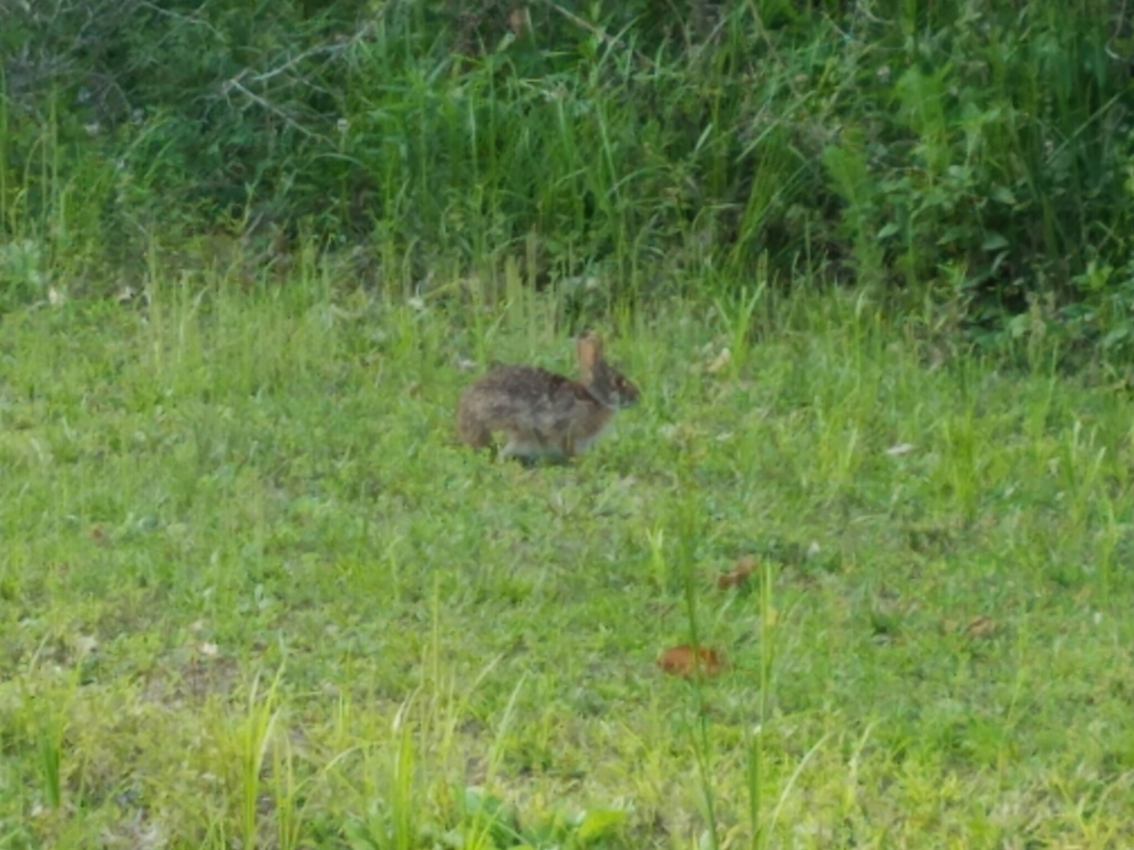 Swamp Rabbit