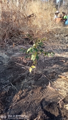 Stereospermum euphorioides