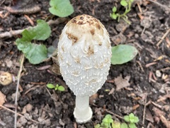 Coprinus comatus