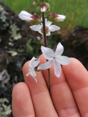 Lithophragma
