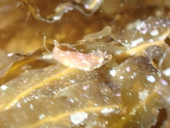 Apletodon dentatus