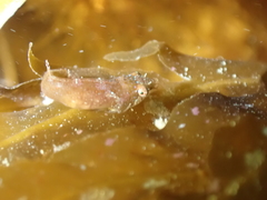 Apletodon dentatus