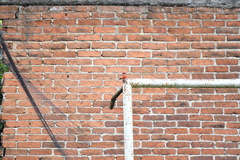 Pyrocephalus rubinus