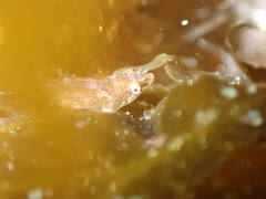 Apletodon dentatus