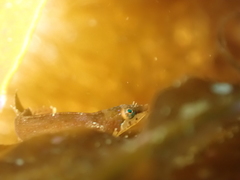 Apletodon dentatus