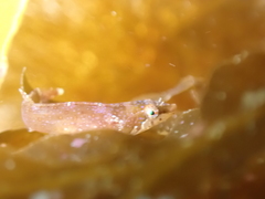 Apletodon dentatus