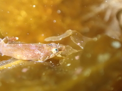 Apletodon dentatus