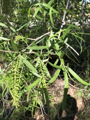 Salix