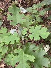 Macleaya