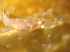 Apletodon dentatus