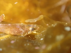Apletodon dentatus