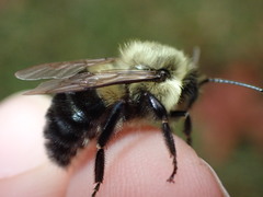 Bombus impatiens
