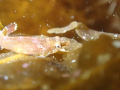 Apletodon dentatus