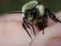 Bombus impatiens
