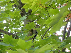 Dryobates pubescens