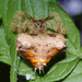 Typical Spiders - Photo (c) suncana, some rights reserved (CC BY), uploaded by suncana