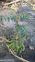 Stereospermum euphorioides