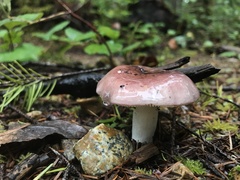 Lactarius pseudomucidus