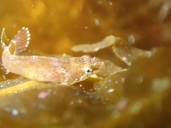 Apletodon dentatus