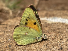 Colias electo