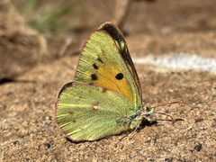 Colias electo