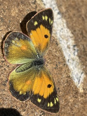 Colias electo