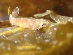 Apletodon dentatus